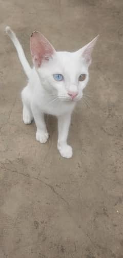 Turkish odd eyes