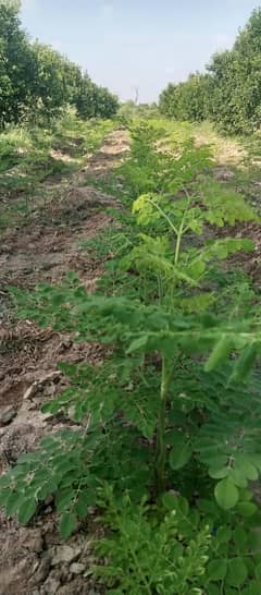 mornga plant