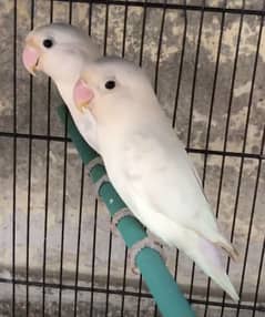 Albino