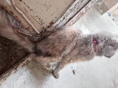 Persian