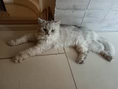 Friendly persian cat for sell