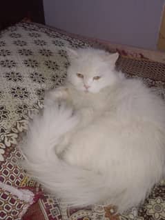 Persian tripple coated cat available for sale