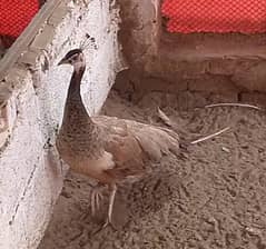 Peacock Chicks
