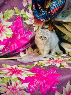 kitten Persian triple coat for sale