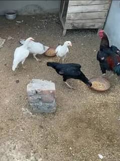 HEERA , LAKHA , MUSHKA ASEEL eggs and chicks
