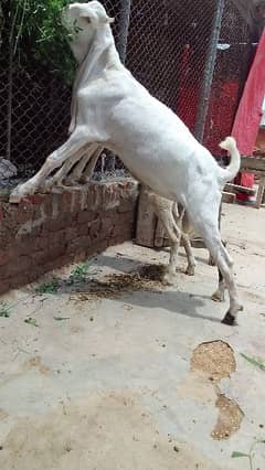 Top quality Gulabi male bacha for sale