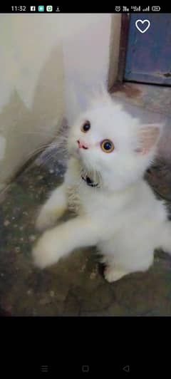 Persian