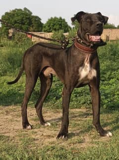 bully dog 28 inch height age 12 month for sale