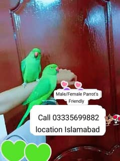 Single 6500 Hand Tamed Friendly Green Ring Neck Parrots Male/ Female