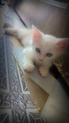 Persian White Kitten