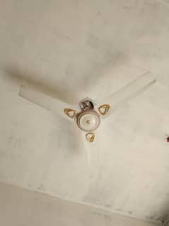celling fan