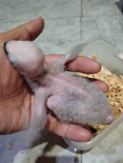 African grey chiks for sell
