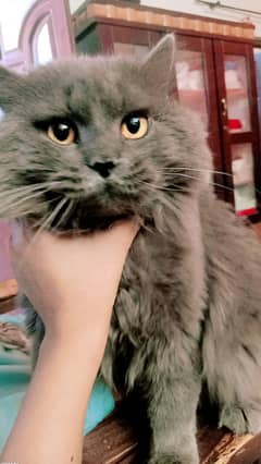 Male cat
