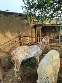 bakra and bakra 5 available