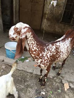urgent sale