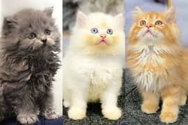 Persian triple coated punch face kitten available for sale