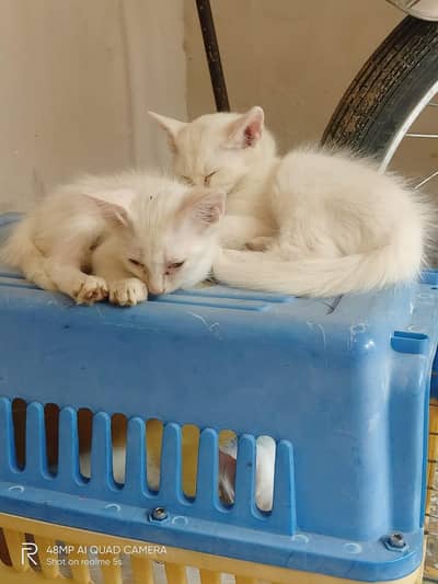 parsion cats 1 male 1 fe male 3coat