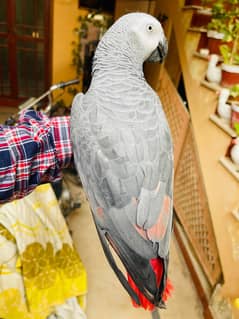 Grey Parrot Red Factor Talking