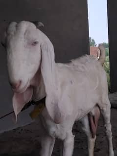 peur rajhan pori