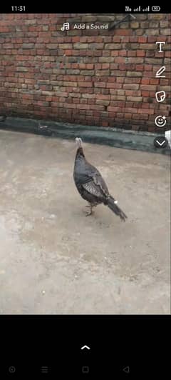 Turkish Bird