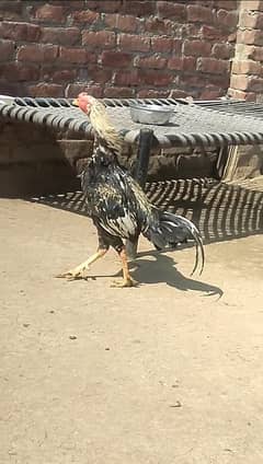 Aseel Murga for Sale