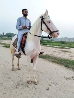grand son of horse ( zulley Sial Wala )