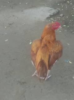 pet selling