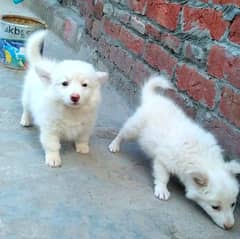 Russian puppy russi bachy pishta dog white