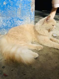 persian cat