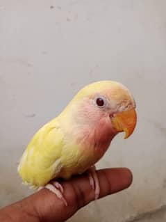 Hane tame cocktail and Love bird