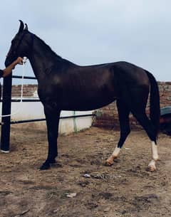 horse/ghori/mix/for/