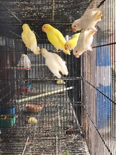 cremino,albino red eye,