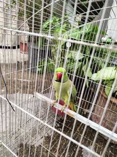 Green parrot