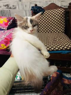 Persian kitten