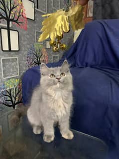 kittens For Sale