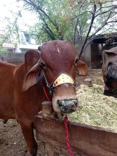 cow gaae