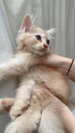Persian