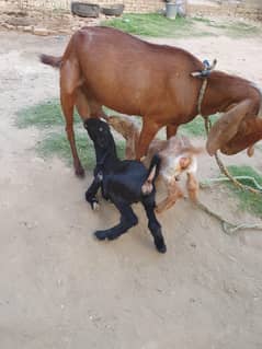 2 Female goats for sale in bhimber
