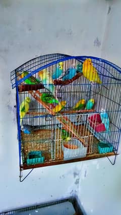 budgies