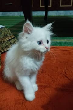 Persian