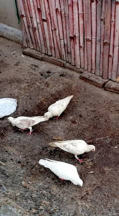 fancy pigeons
