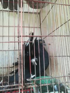 fantail