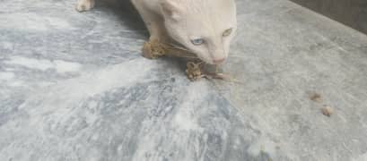 for