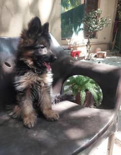 German Shepherd  ( Double  coated  )  i