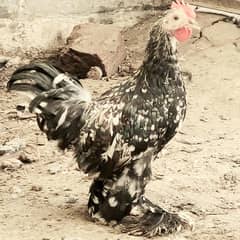 bantam/ Mili/ molted/ golden bantam