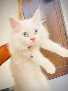 persion cat double coated