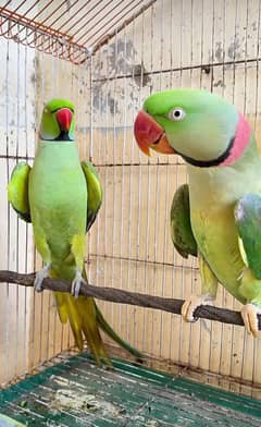 Kashmiri Raw Parrot