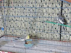 Pair of Cockatial with Cage