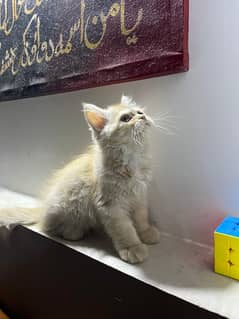 Persian kittens available for sale in all price ranges