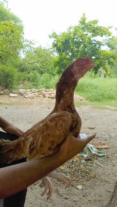 Best aseel breeder madii abii kruk ha andoo ke greatly ha